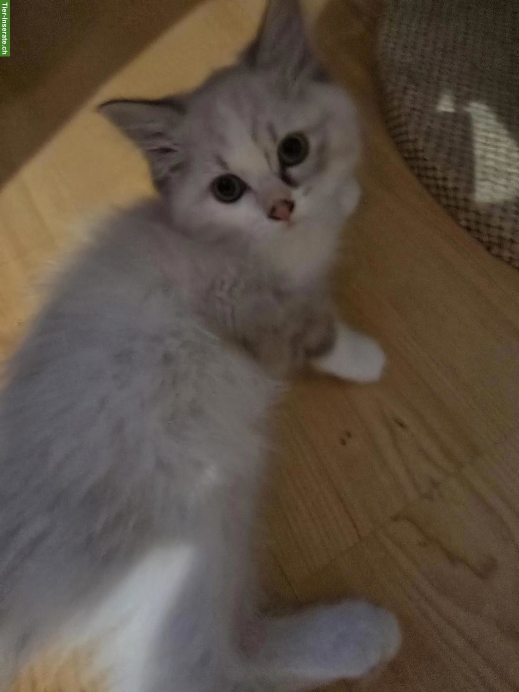 Bild 2: Neva Masquarade Kitten, Kater und Weibchen