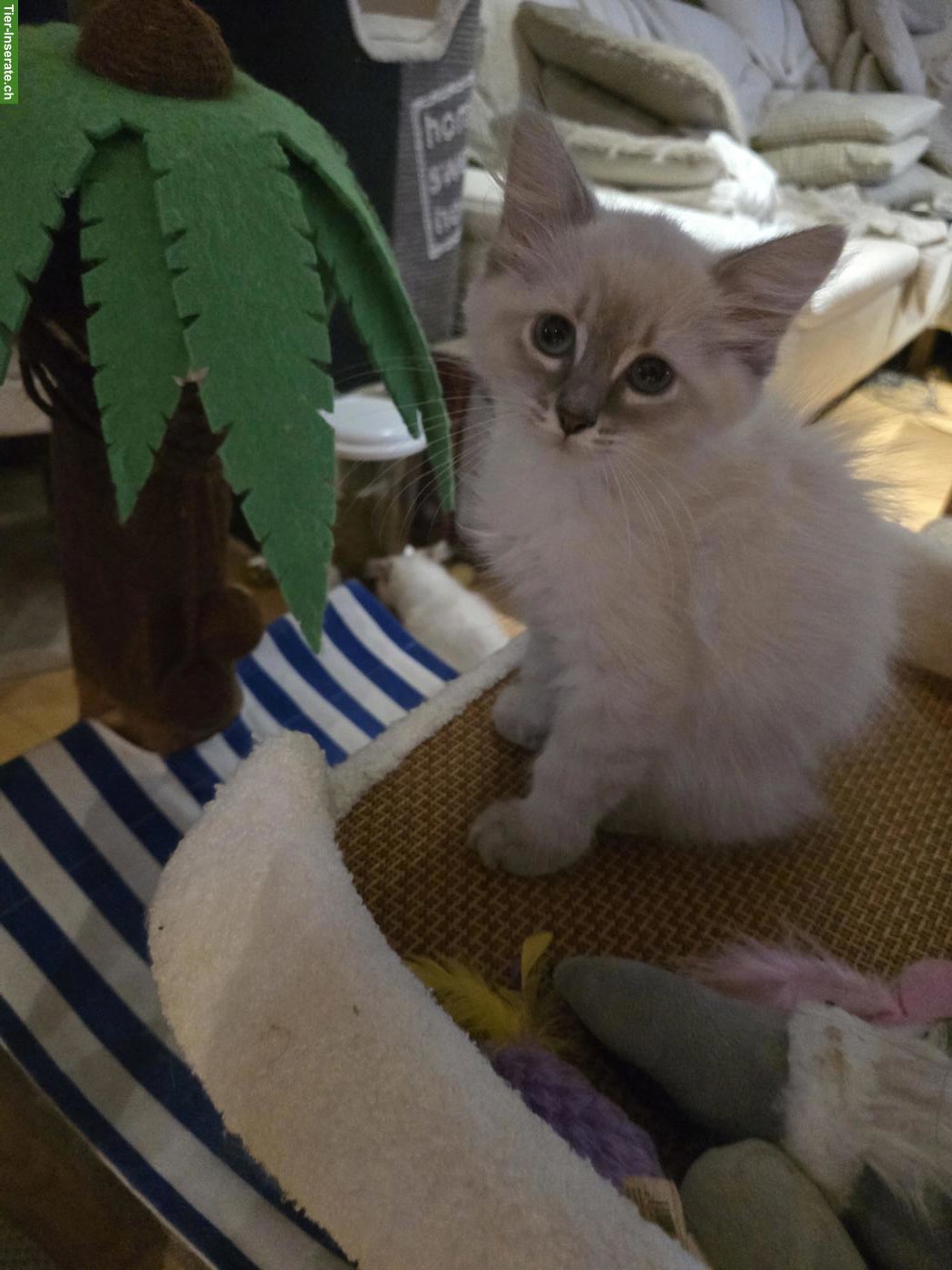 Bild 3: Neva Masquarade Kitten, Kater und Weibchen