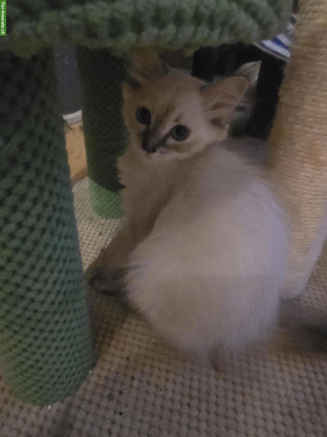 Bild 4: Neva Masquarade Kitten, Kater und Weibchen