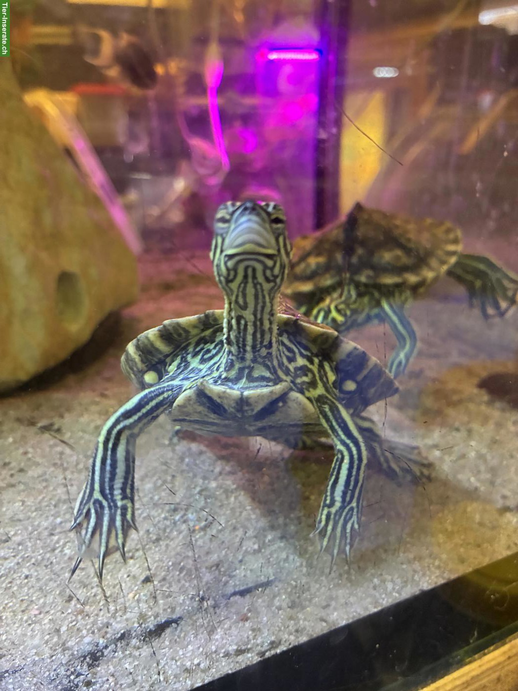 Wasserschildkröten Graptemys oculifera