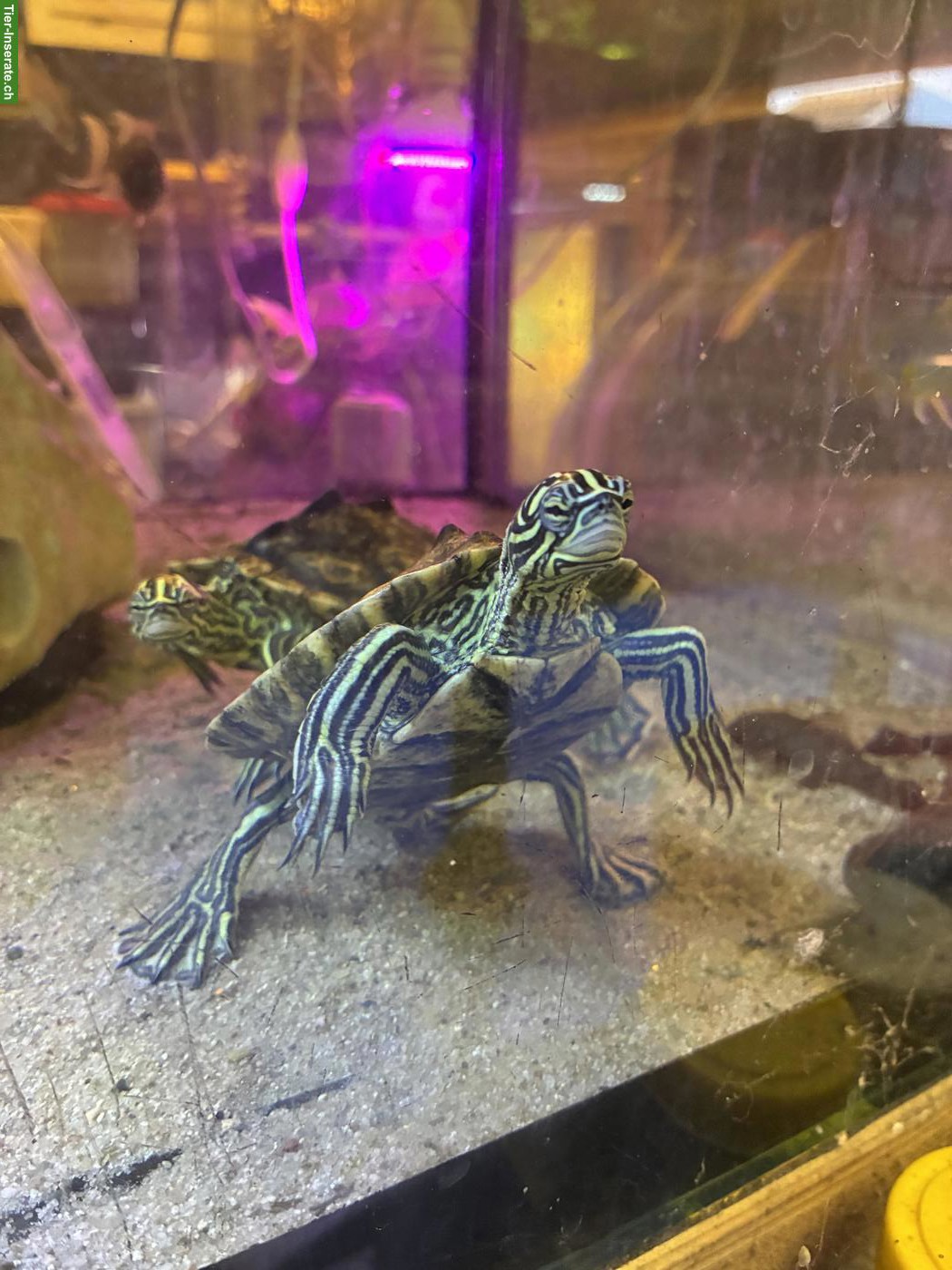 Bild 2: Wasserschildkröten Graptemys oculifera