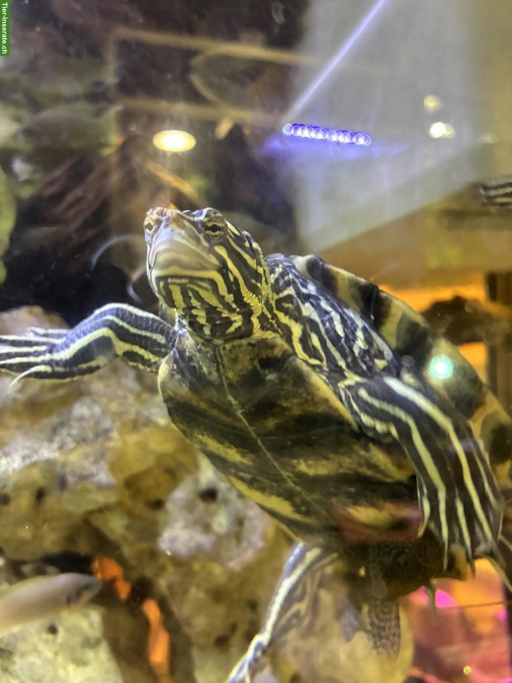 Bild 3: Wasserschildkröten Graptemys oculifera