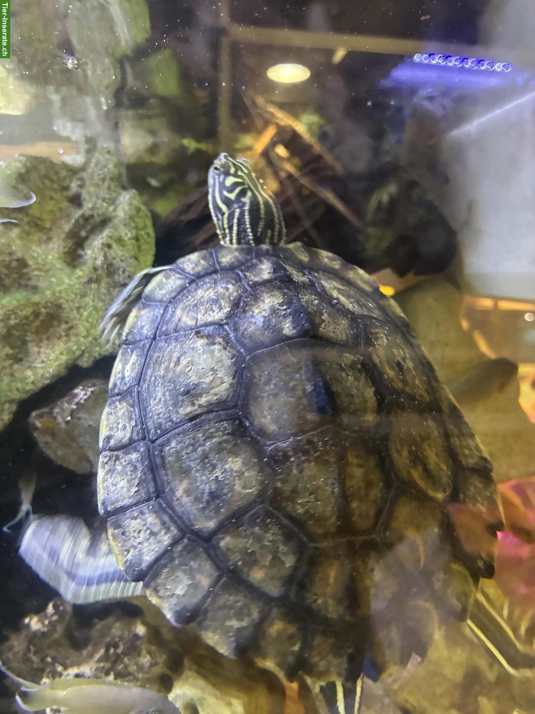 Bild 4: Wasserschildkröten Graptemys oculifera