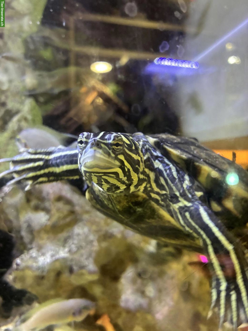 Bild 5: Wasserschildkröten Graptemys oculifera