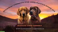 Labrador Welpen in den Farben Foxred & Dark Foxred