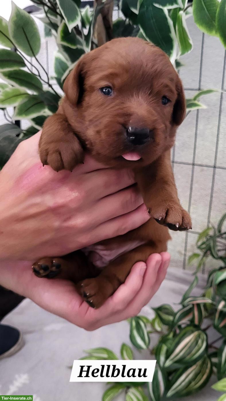 Bild 10: Labrador Welpen in den Farben Foxred & Dark Foxred