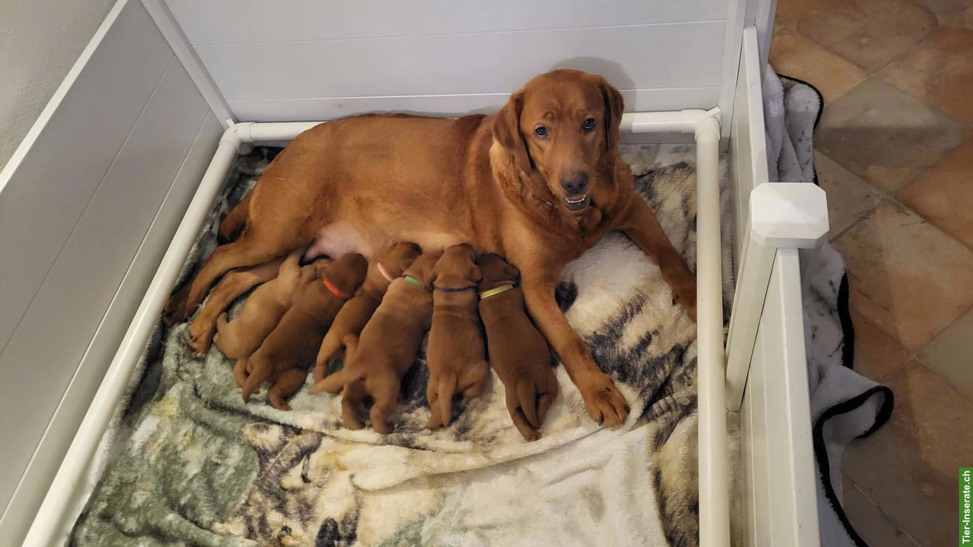 Bild 2: Labrador Welpen in den Farben Foxred & Dark Foxred