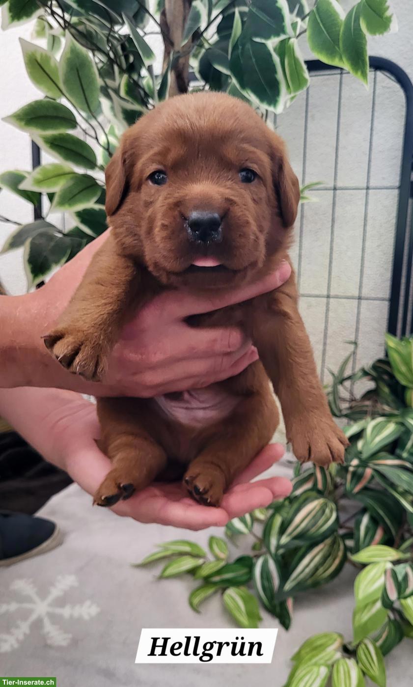 Bild 4: Labrador Welpen in den Farben Foxred & Dark Foxred