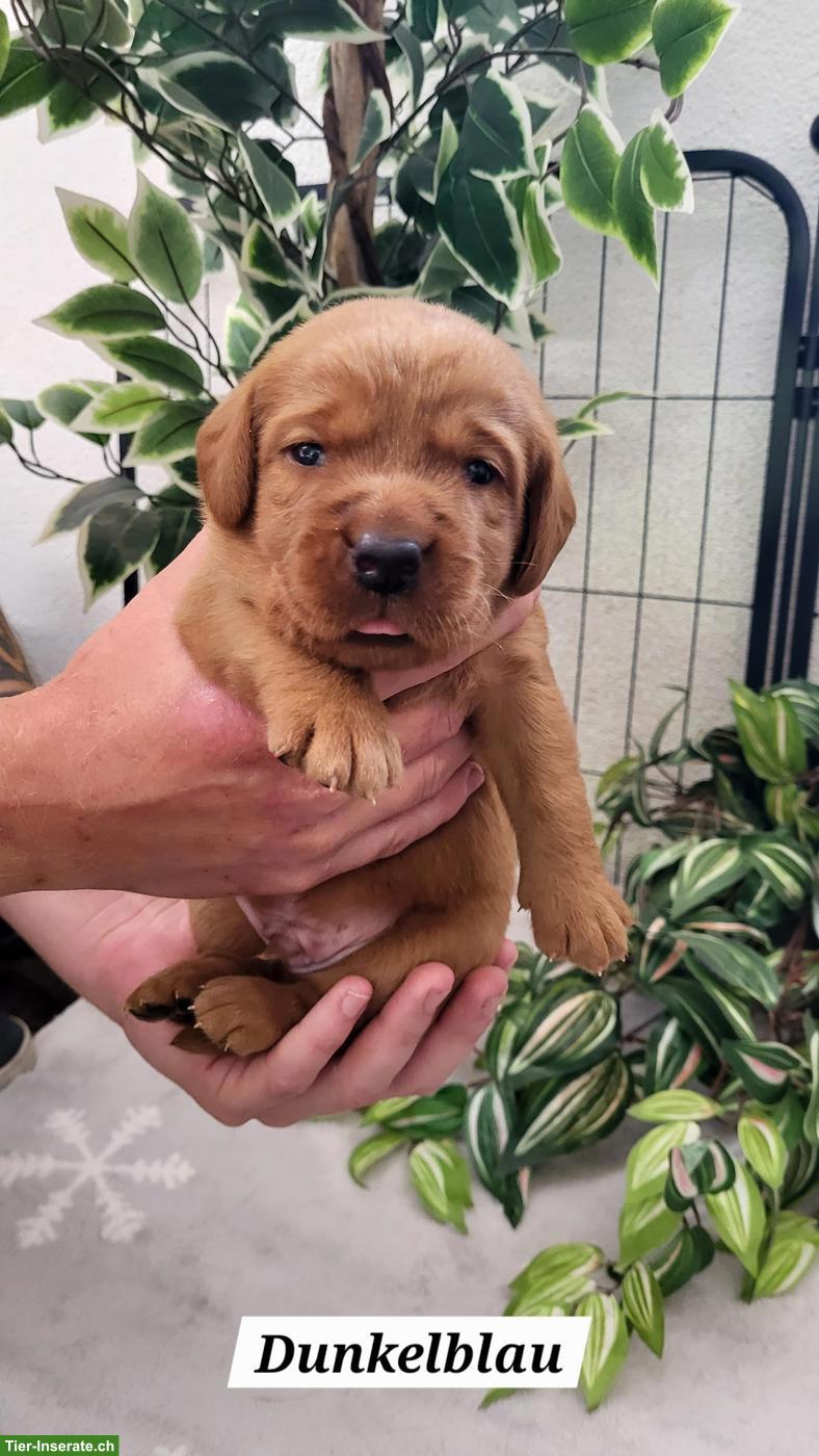 Bild 5: Labrador Welpen in den Farben Foxred & Dark Foxred