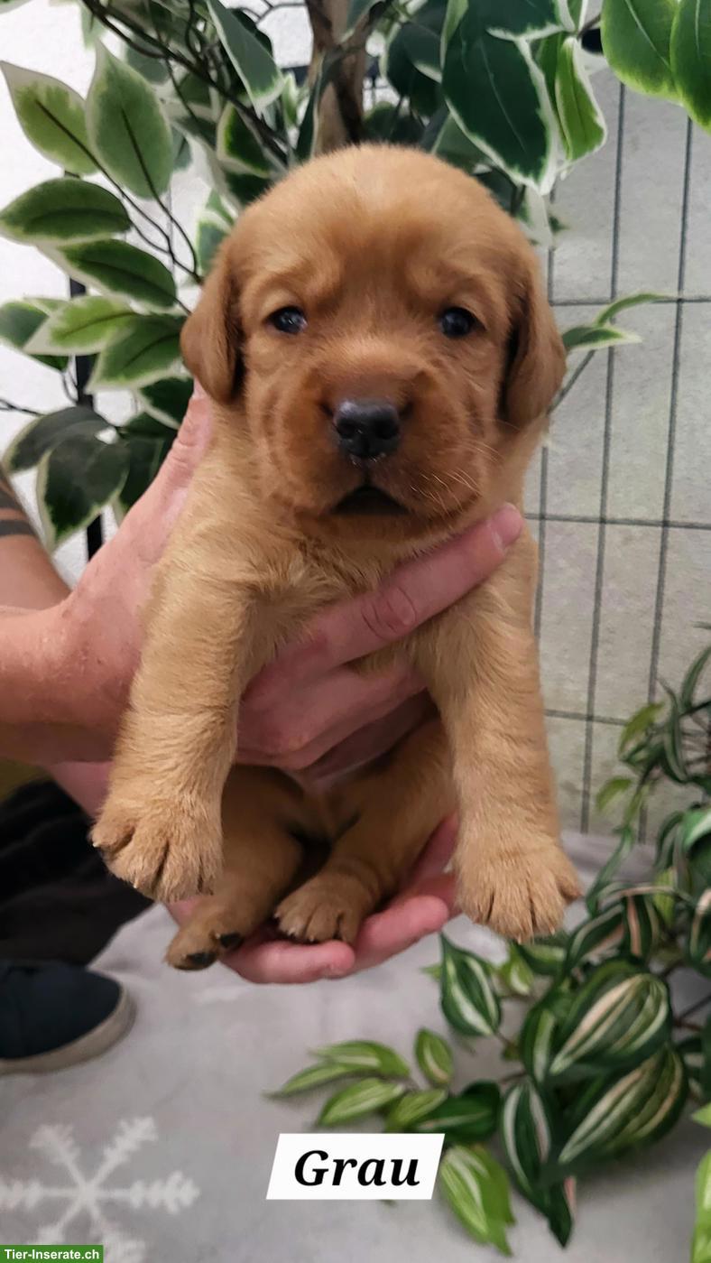 Bild 6: Labrador Welpen in den Farben Foxred & Dark Foxred