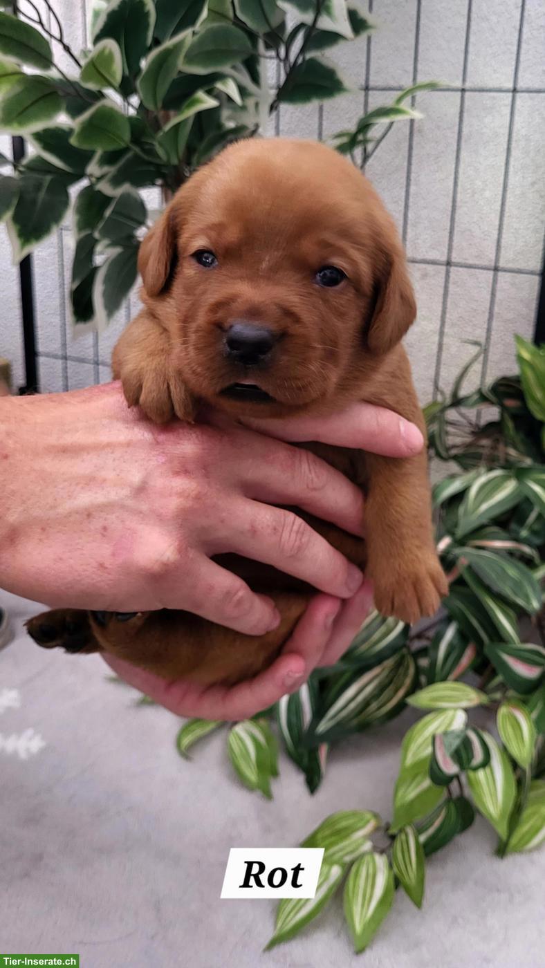 Bild 7: Labrador Welpen in den Farben Foxred & Dark Foxred