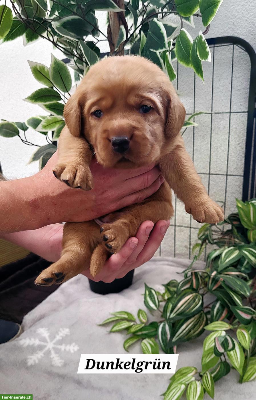 Bild 8: Labrador Welpen in den Farben Foxred & Dark Foxred