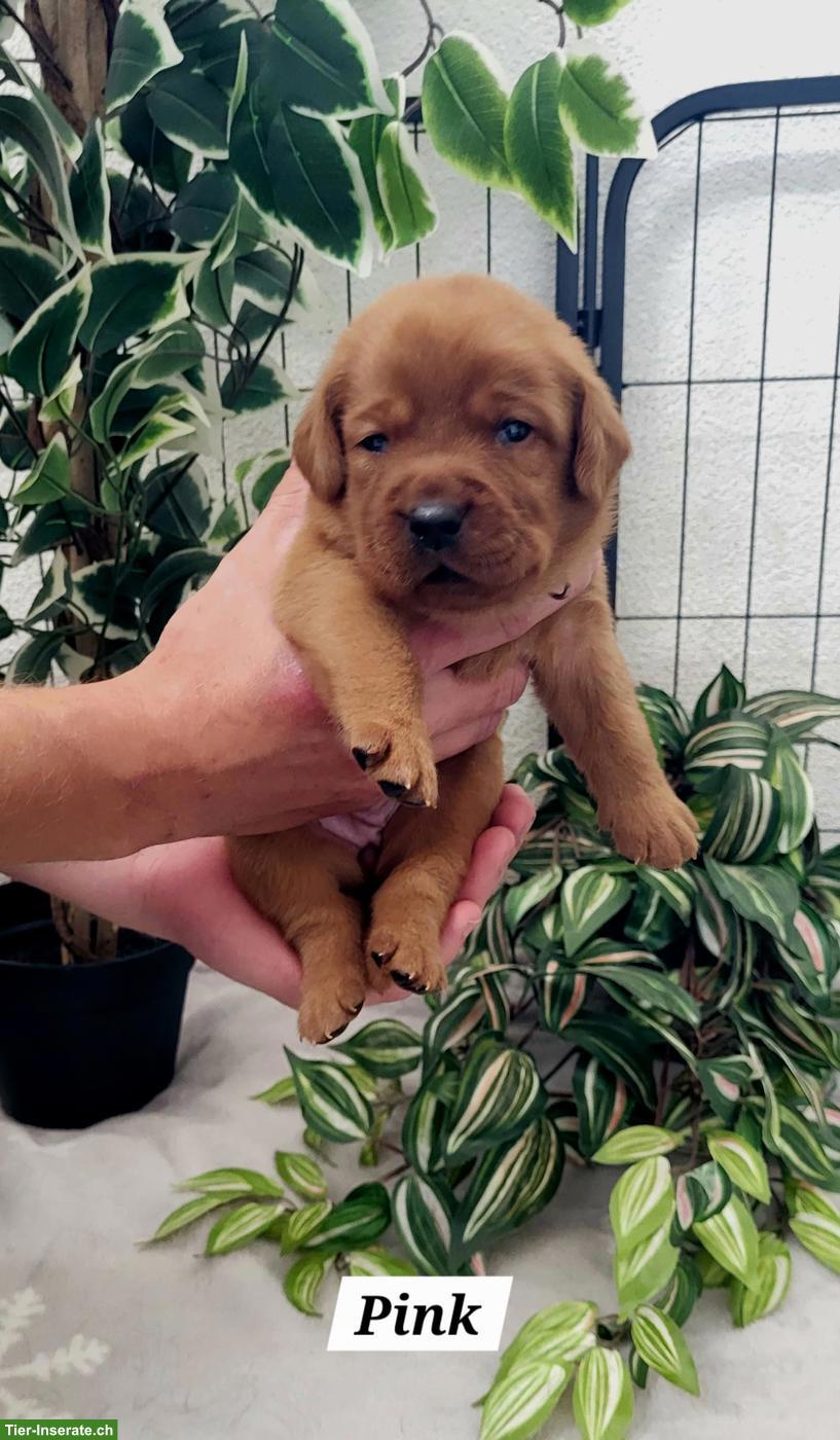 Bild 9: Labrador Welpen in den Farben Foxred & Dark Foxred