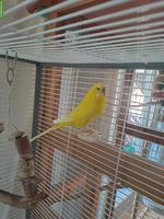 Wellensittich Hahn sucht neues Zuhause
