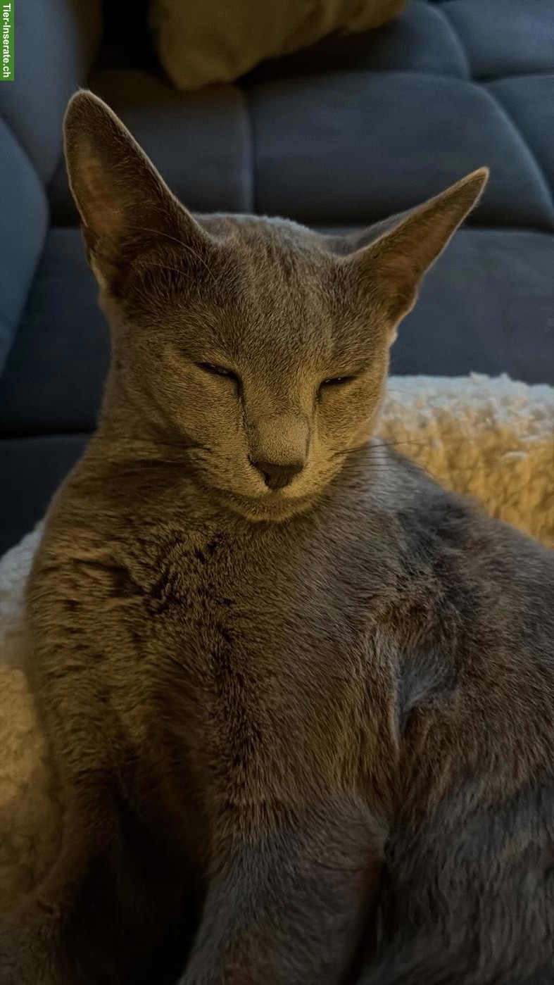 Russisch Blau Katze Maru, superliebe Wohnungskatze