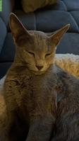 Russisch Blau Katze Maru, superliebe Wohnungskatze