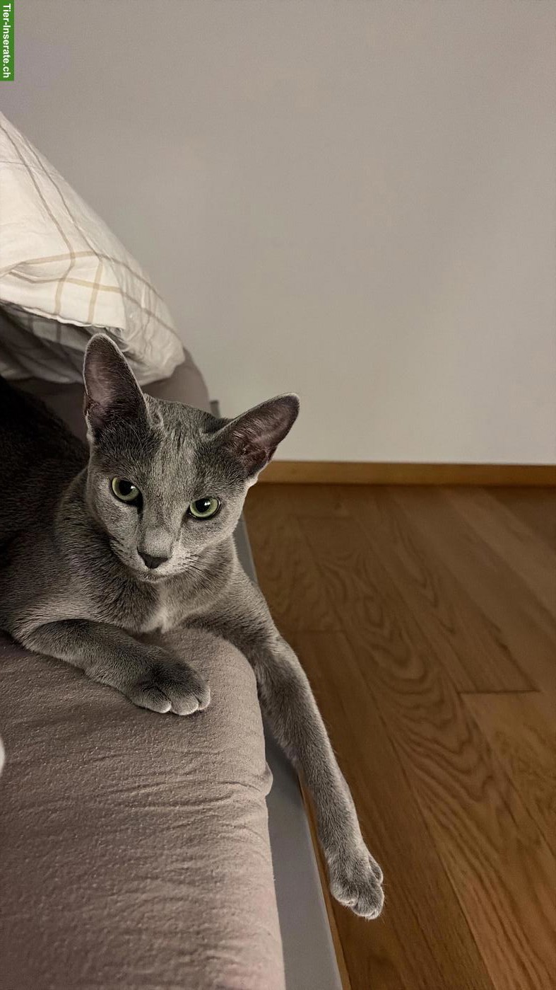 Bild 2: Russisch Blau Katze Maru, superliebe Wohnungskatze