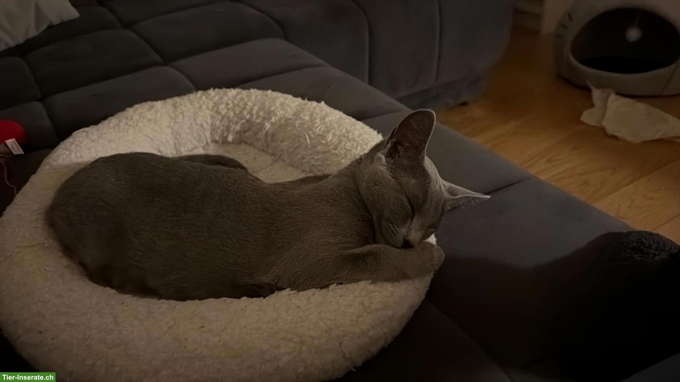 Bild 3: Russisch Blau Katze Maru, superliebe Wohnungskatze
