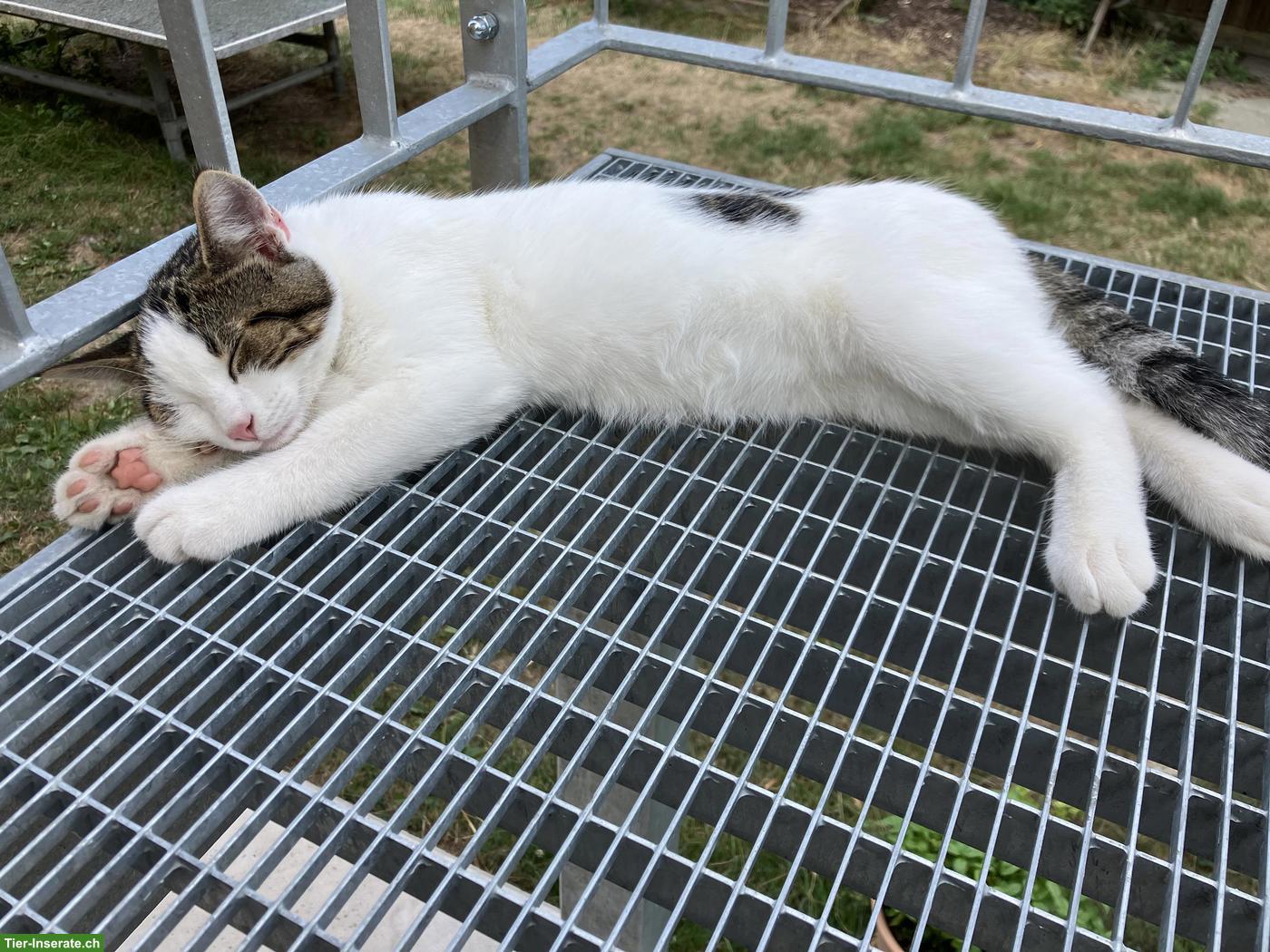 Junger Kater zu verkaufen
