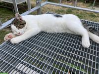 Junger Kater zu verkaufen