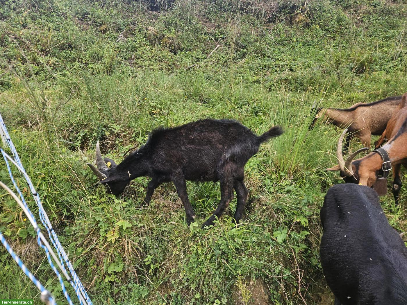 Bild 2: Ziegen zu verkaufen: Nera Verzasca und Gämsfarbene Ziege