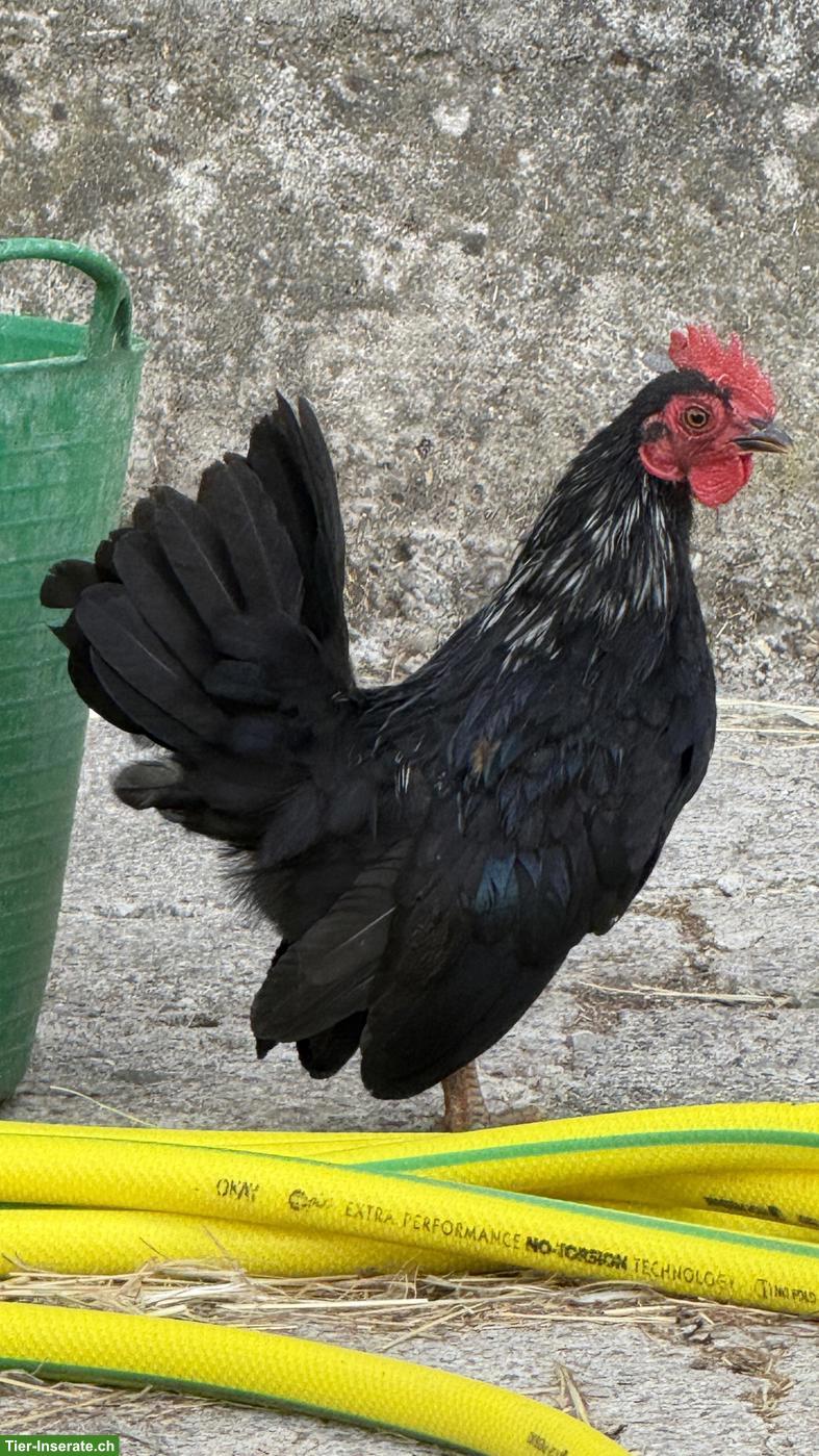 Bild 3: Serama Hähne suchen eigene Hühnerschar