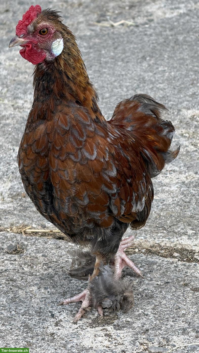 Bild 5: Serama Hähne suchen eigene Hühnerschar