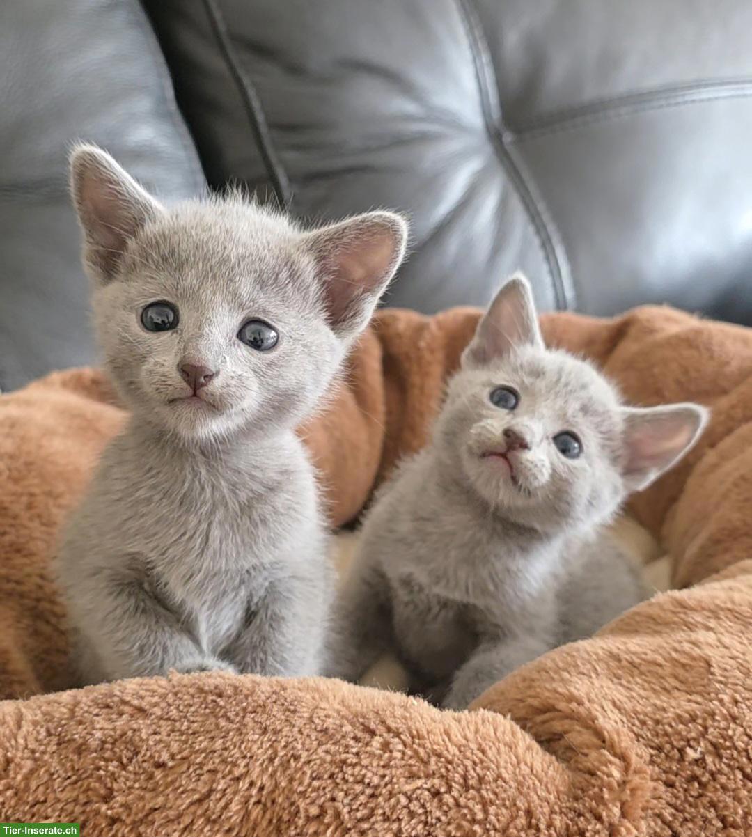 Russisch Blau Kitten mit Stammbaum