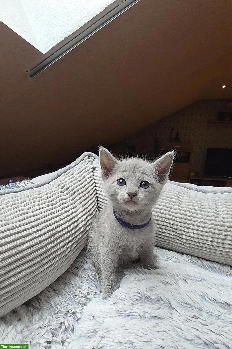 Bild 2: Russisch Blau Kitten mit Stammbaum
