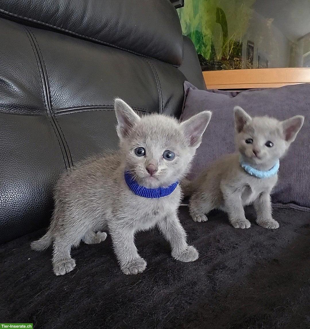 Bild 3: Russisch Blau Kitten mit Stammbaum