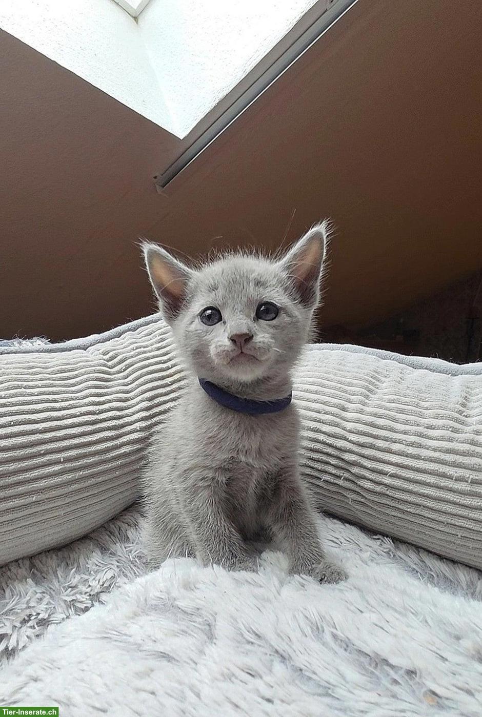 Bild 4: Russisch Blau Kitten mit Stammbaum