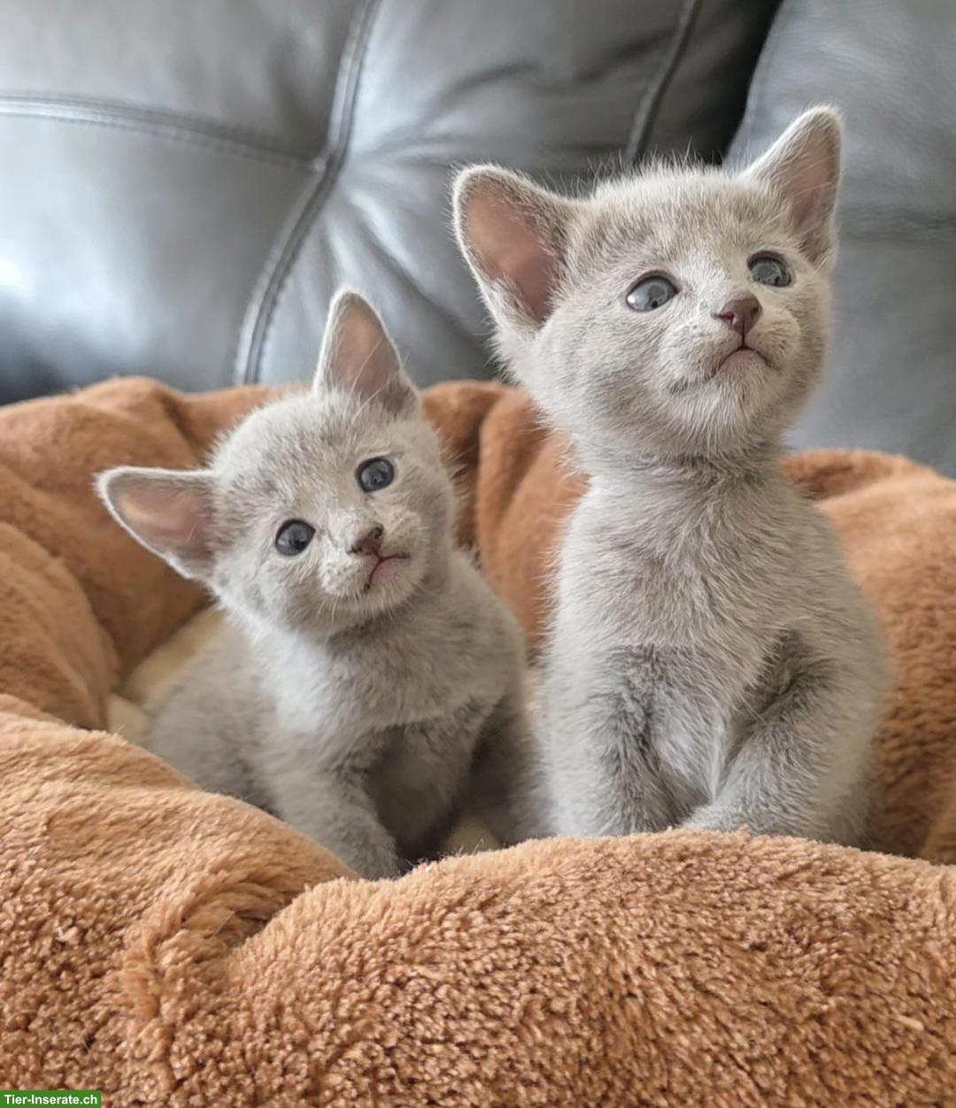 Bild 5: Russisch Blau Kitten mit Stammbaum
