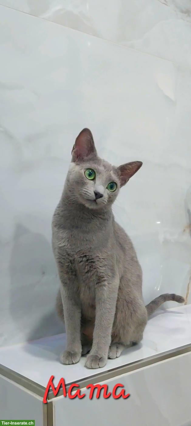 Bild 6: Russisch Blau Kitten mit Stammbaum