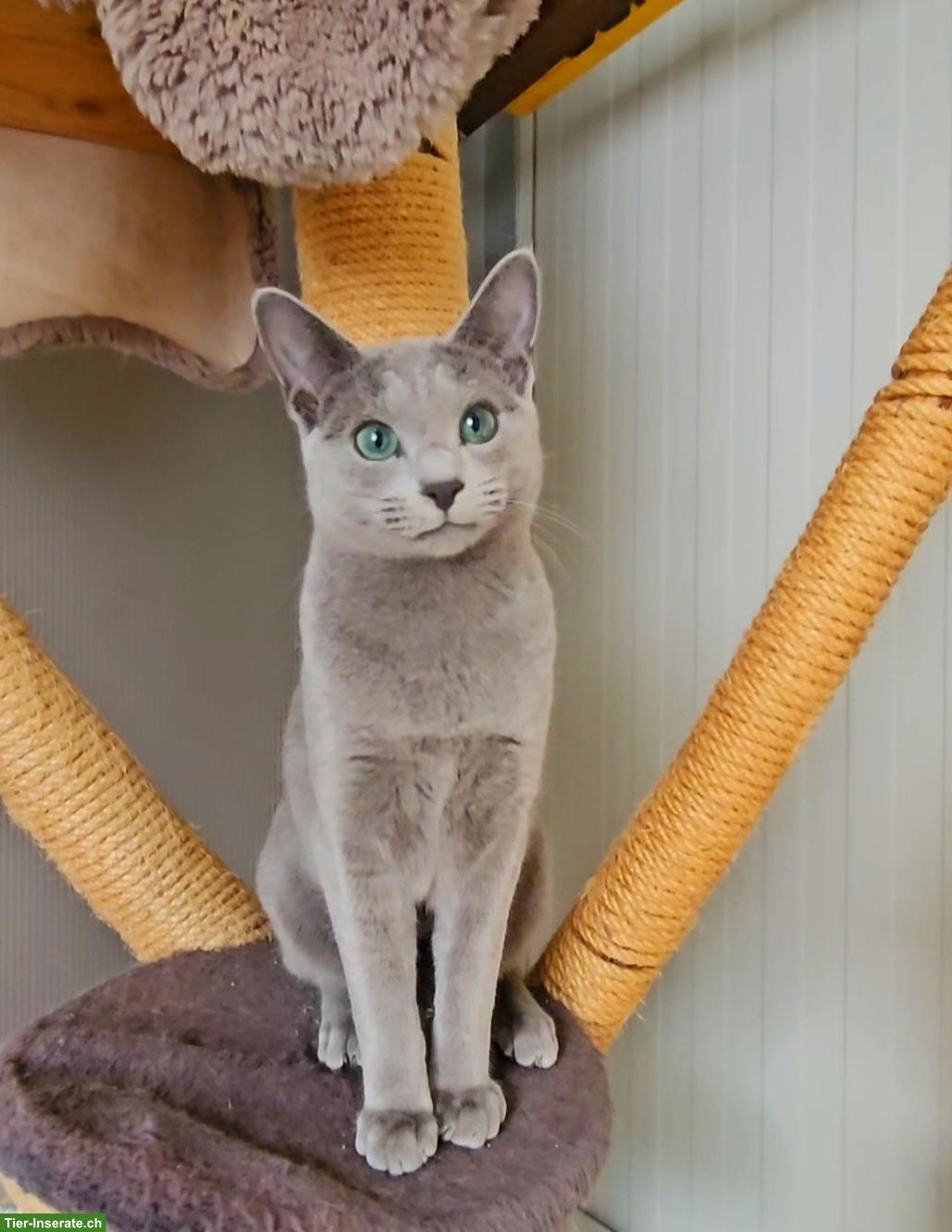 Bild 7: Russisch Blau Kitten mit Stammbaum
