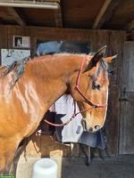 Lusitano Wallach zu verkaufen