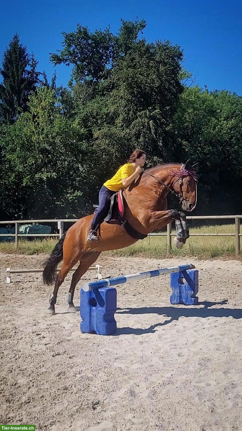Bild 2: Lusitano Wallach zu verkaufen