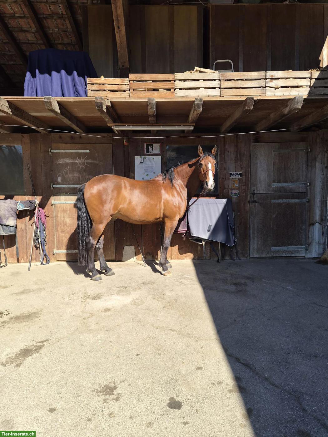 Bild 3: Lusitano Wallach zu verkaufen