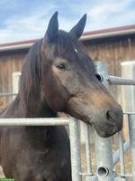 Bildschöne 4-jährige Freiberger Stute sucht Bestplatz