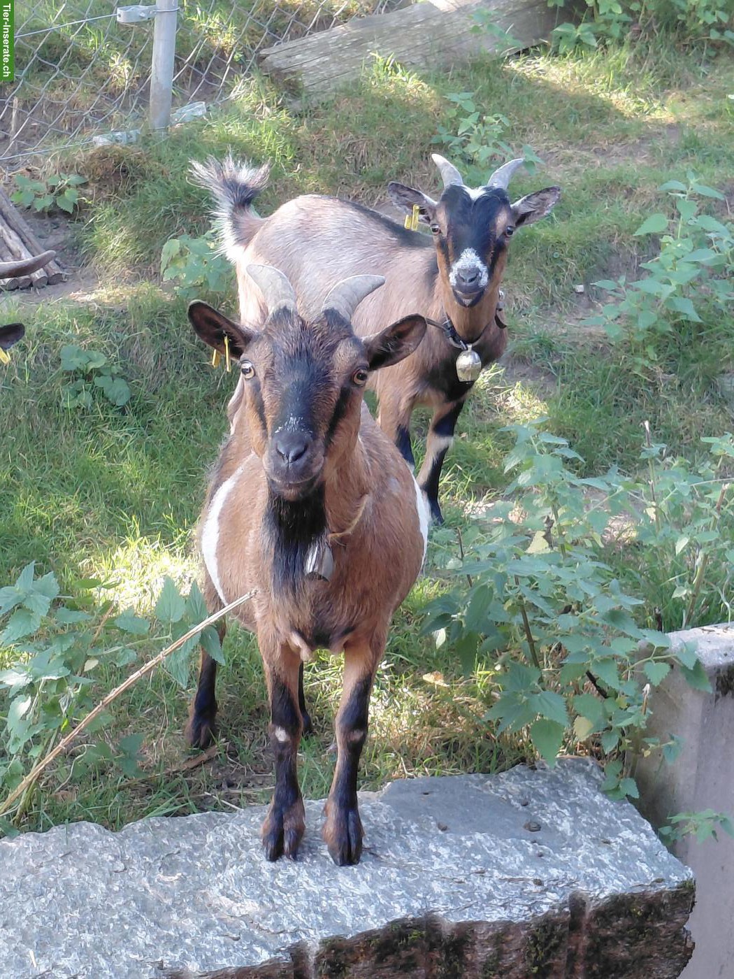 Bild 3: Zwergziegen Weibchen zu verkaufen