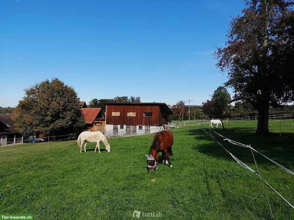 Freier Platz in Einzel-Auslaufbox mit Weidezugang in Sempach LU