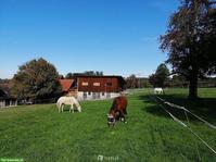 Freier Platz in Einzel-Auslaufbox mit Weidezugang in Sempach LU