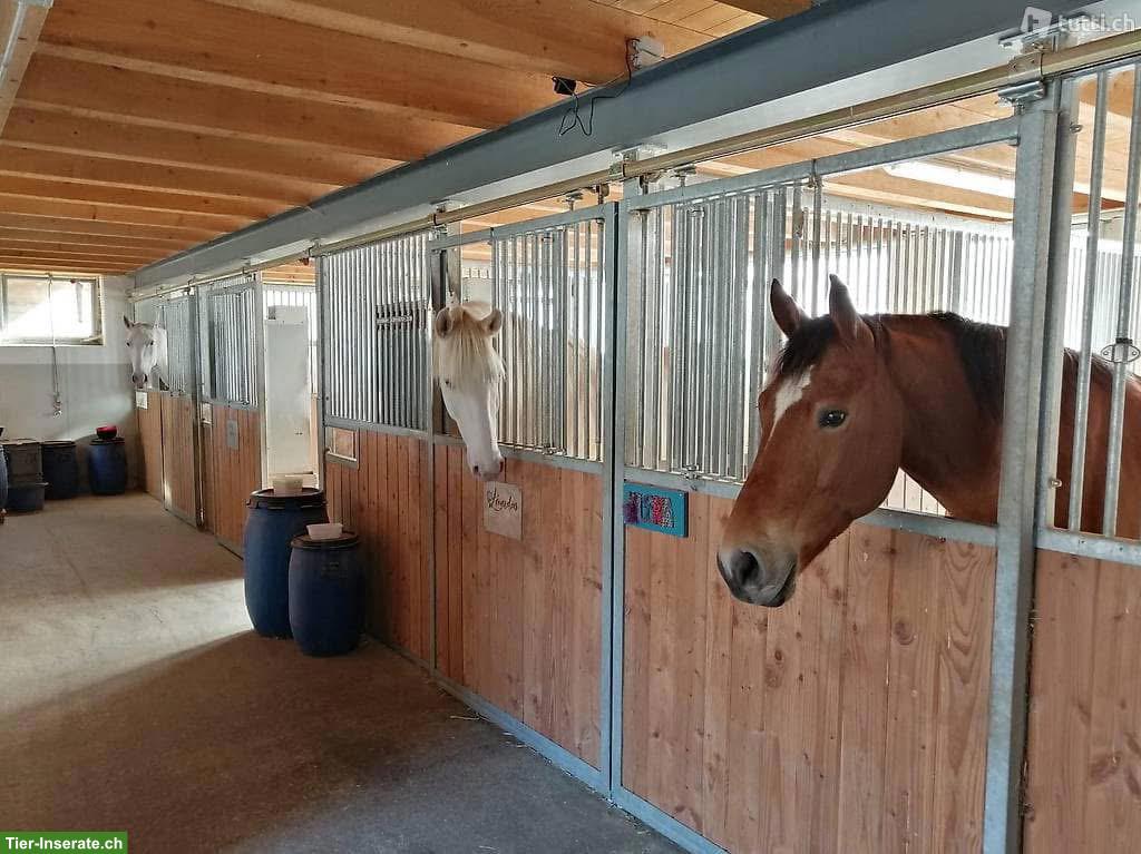 Bild 4: Freier Platz in Einzel-Auslaufbox mit Weidezugang in Sempach LU