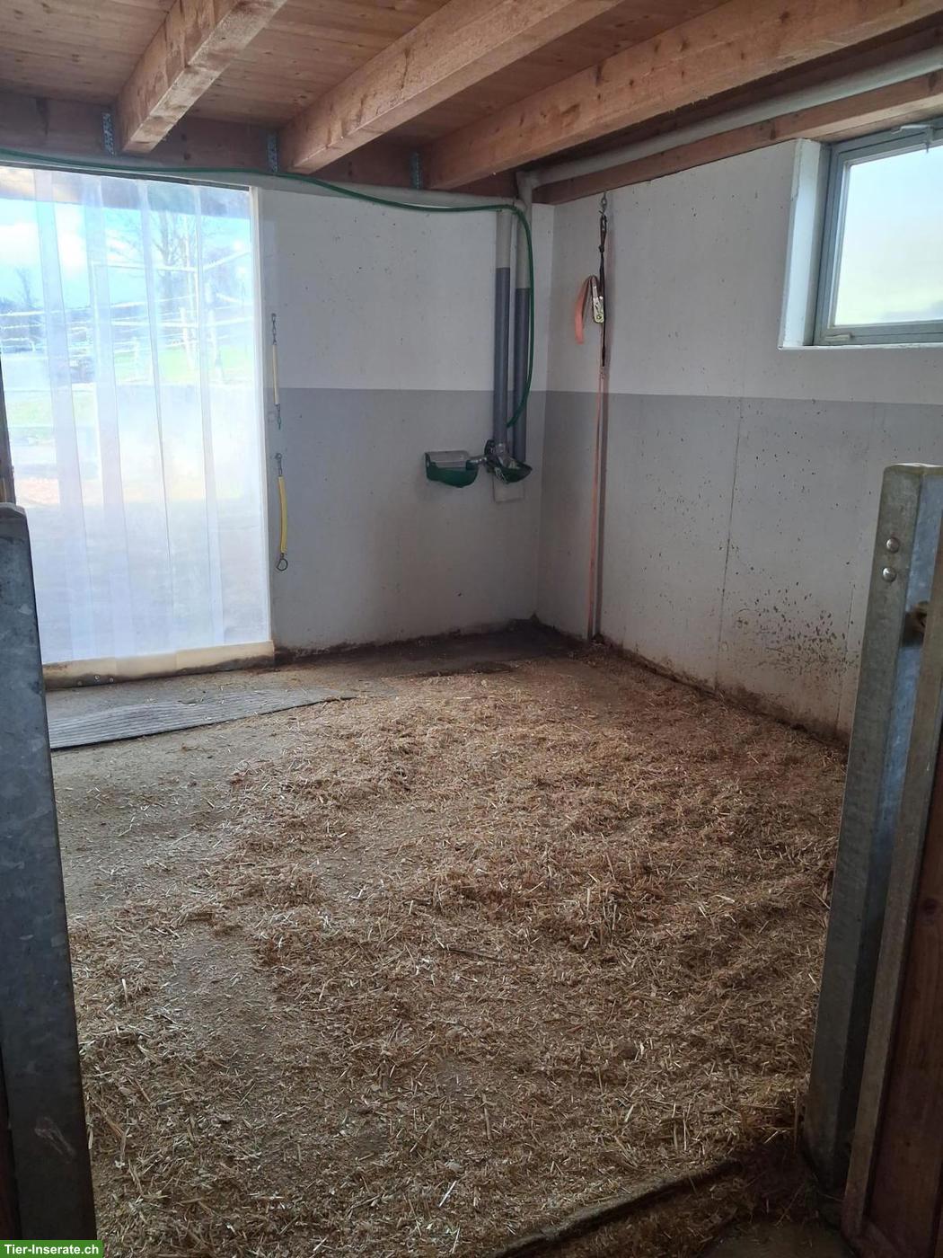 Bild 6: Freier Platz in Einzel-Auslaufbox mit Weidezugang in Sempach LU