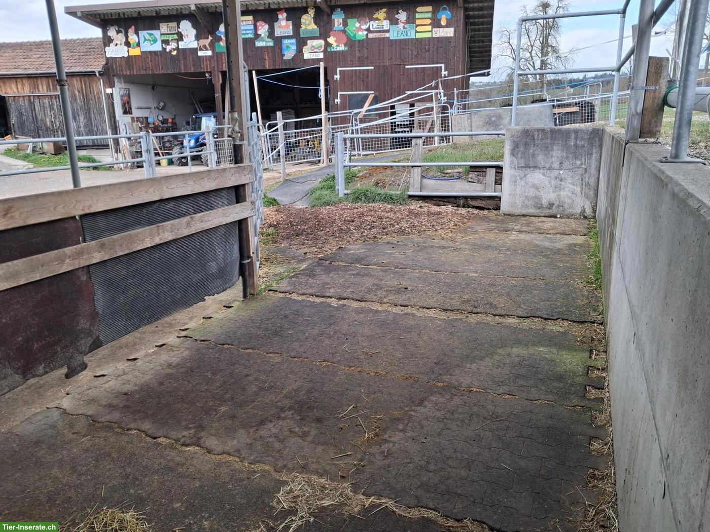 Bild 7: Freier Platz in Einzel-Auslaufbox mit Weidezugang in Sempach LU