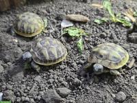Griechische Landschildkröten Babys zu verkaufen