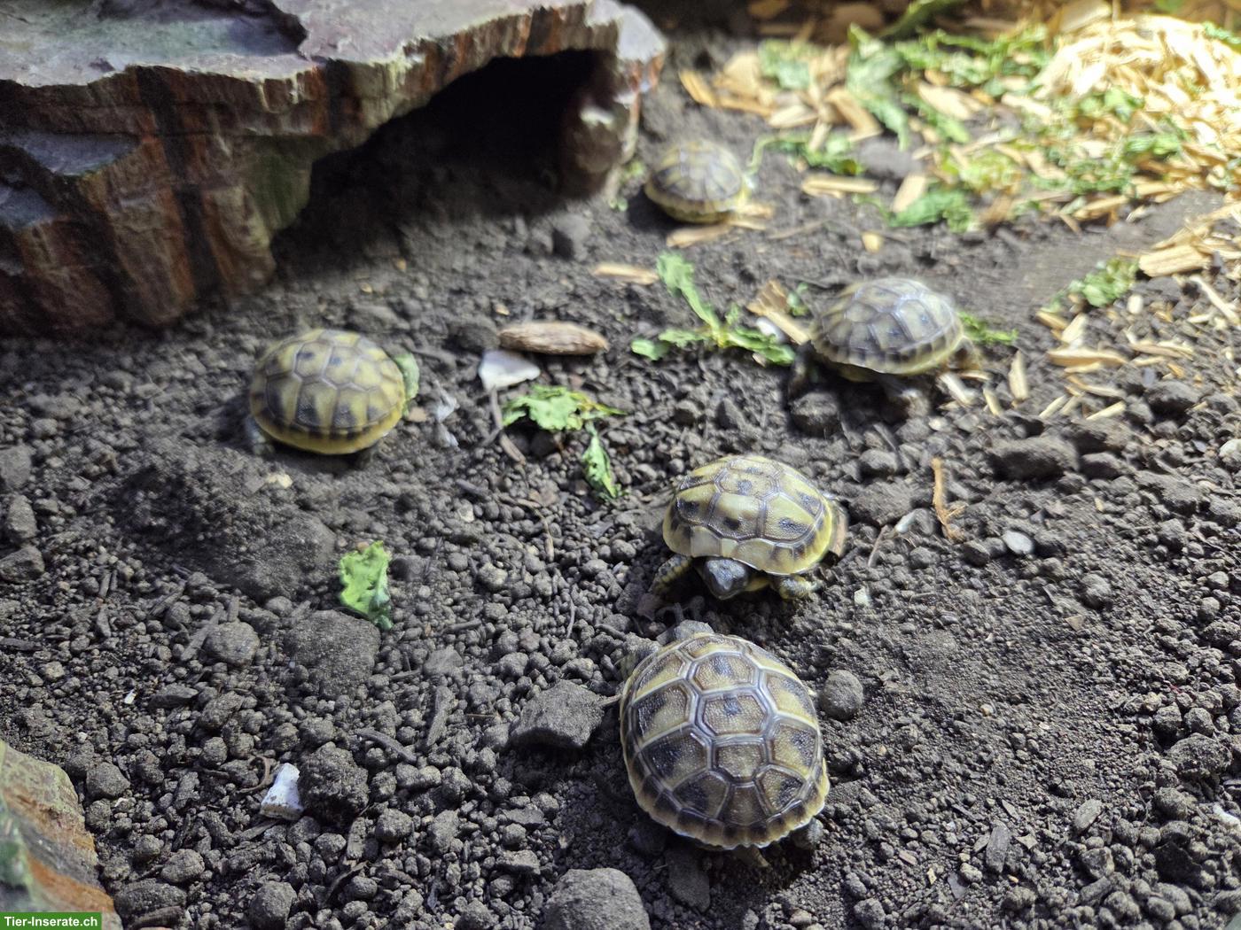 Bild 2: Griechische Landschildkröten Babys zu verkaufen