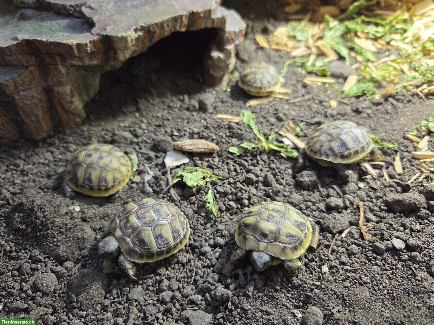 Bild 3: Griechische Landschildkröten Babys zu verkaufen