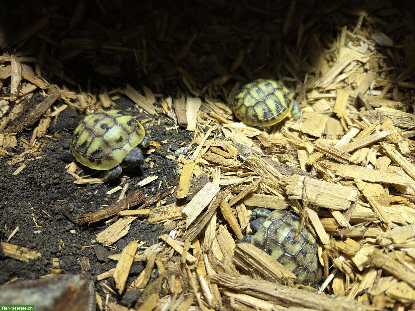 Bild 4: Griechische Landschildkröten Babys zu verkaufen
