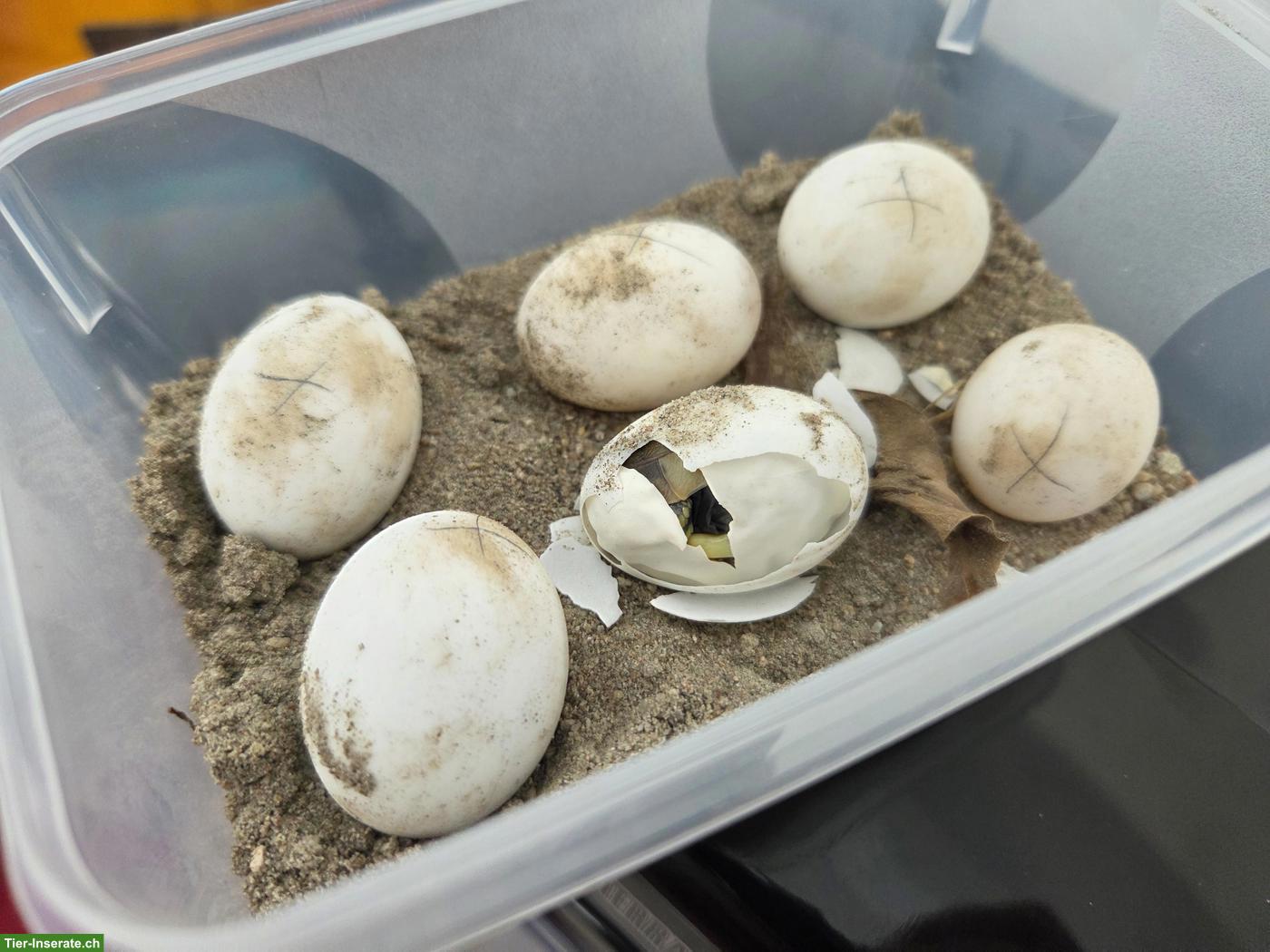 Bild 5: Griechische Landschildkröten Babys zu verkaufen