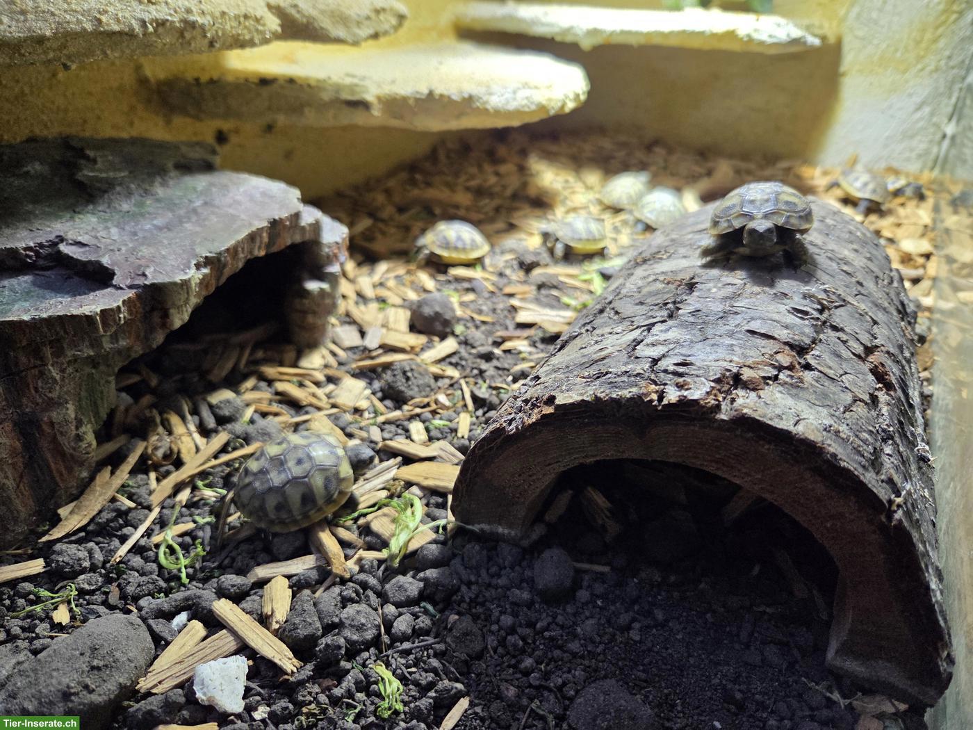 Bild 6: Griechische Landschildkröten Babys zu verkaufen